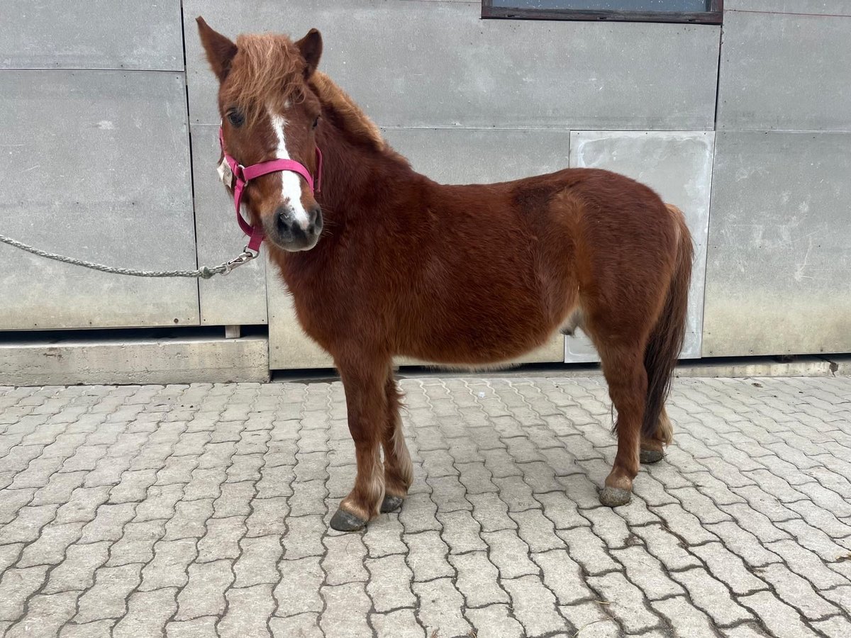 Welsh-A Croisé Hongre 8 Ans 115 cm Alezan in Loipersbach