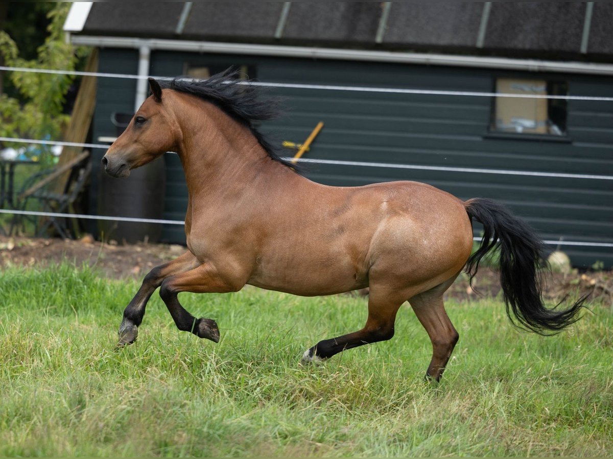 Welsh-A Hongre 9 Ans 120 cm Roan-Bay in Elim