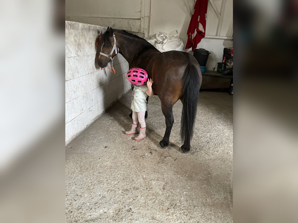Welsh-A Jument 11 Ans 122 cm Bai in Brietlingen