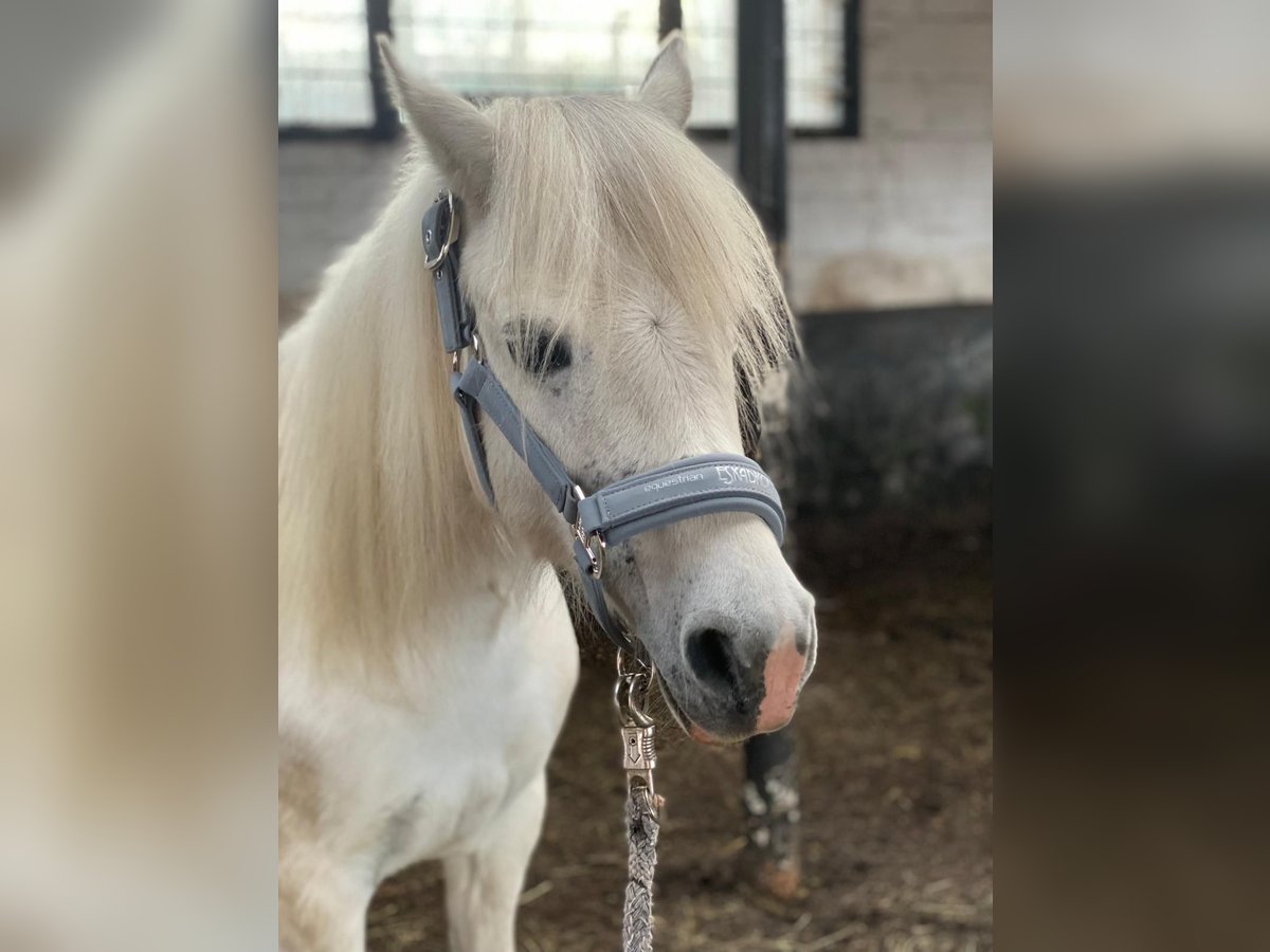 Welsh-A Jument 11 Ans 124 cm Gris in Elsdorf