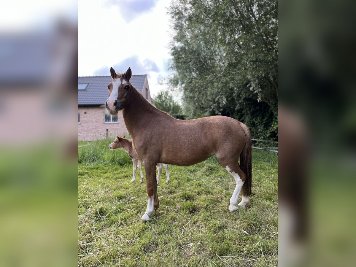 Welsh-A Jument 12 Ans 117 cm Alezan in Sleidinge