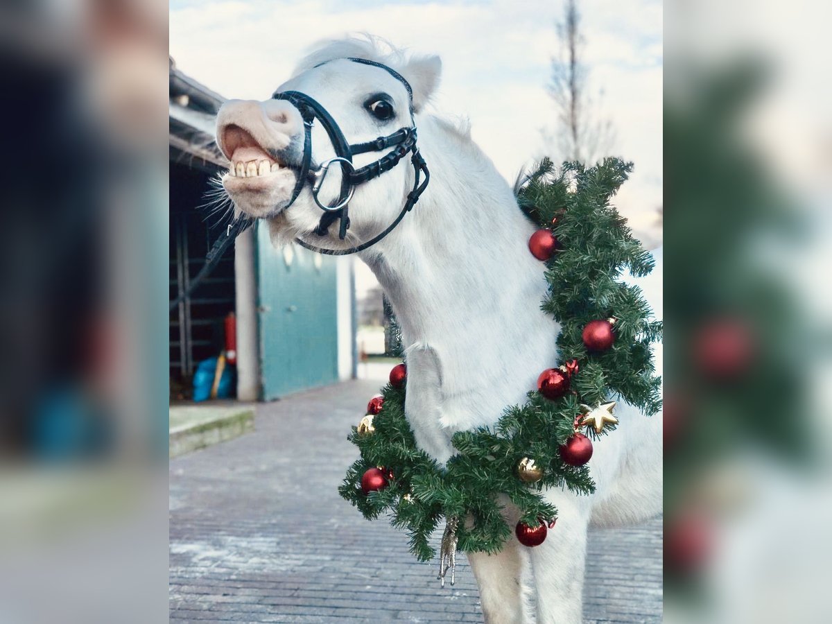 Welsh-A Jument 13 Ans 118 cm Gris pommelé in Schermbeck