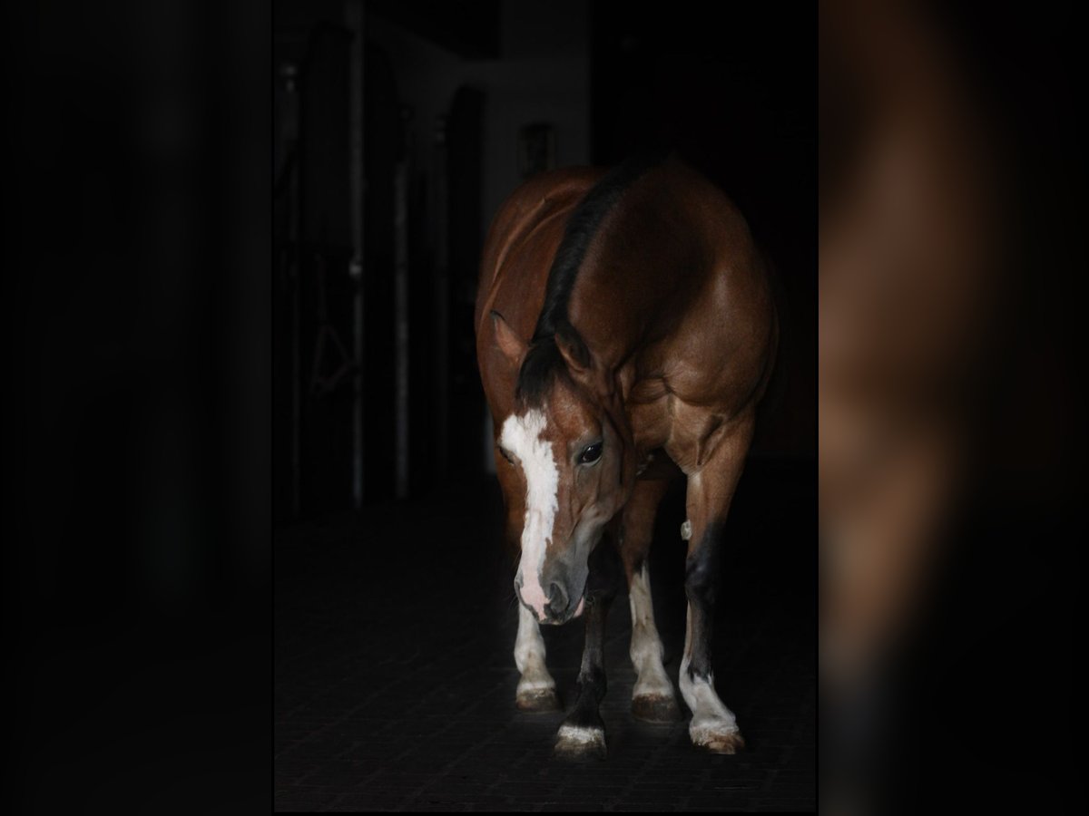 Welsh-A Jument 19 Ans 118 cm Bai in Leutkirch im Allg&#xE4;u