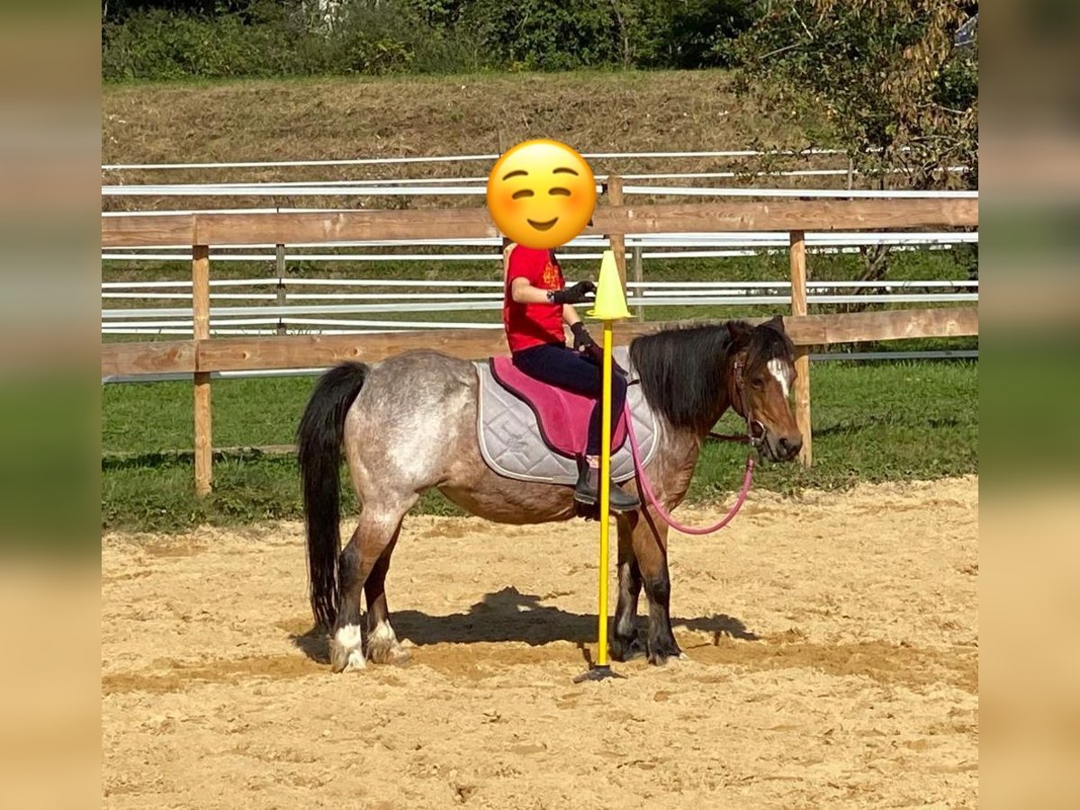 Welsh-A Jument 22 Ans 114 cm Roan-Bay in Waldshut-Tiengen