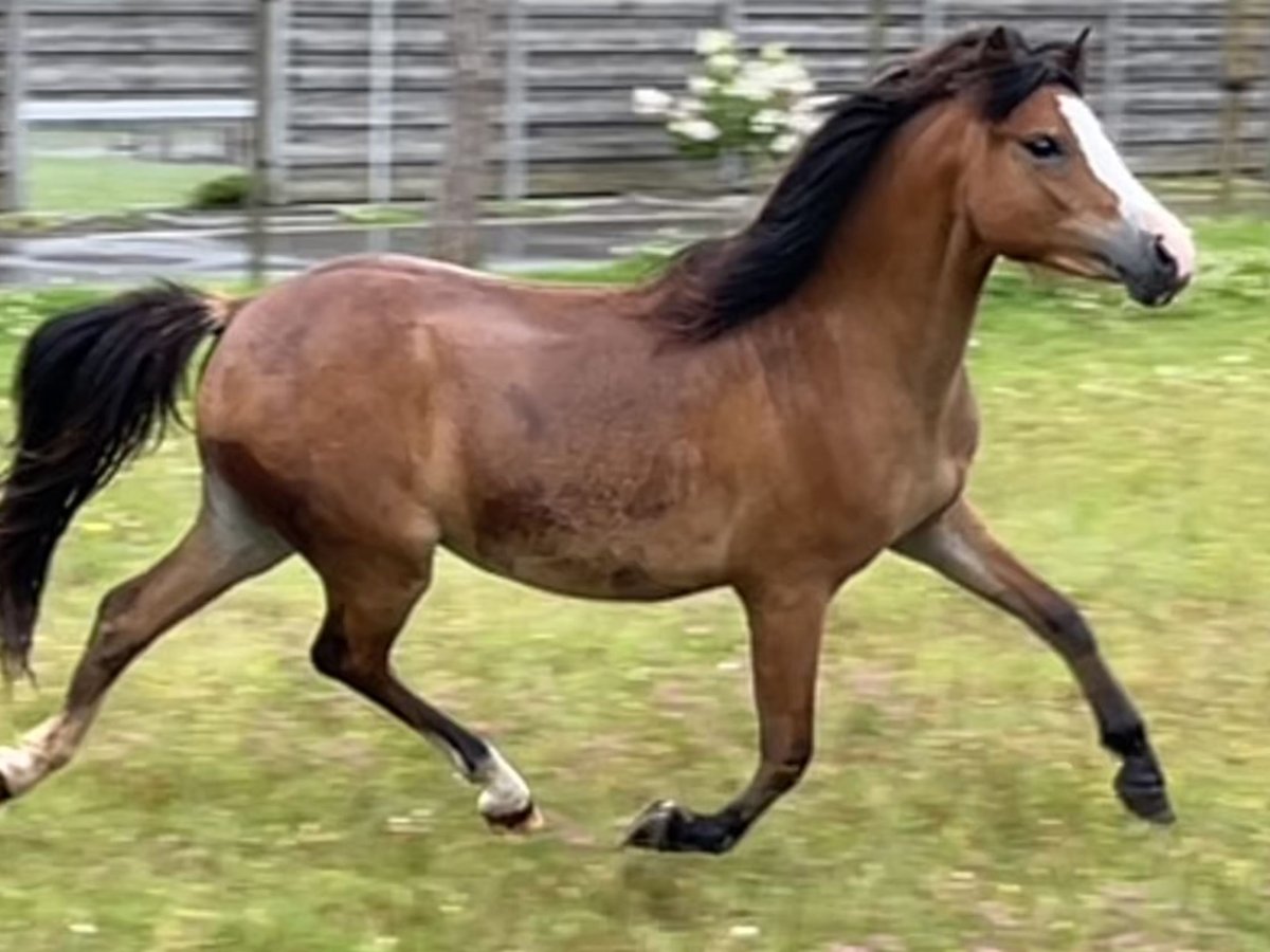 Welsh-A Jument 2 Ans 117 cm Bai clair in Kampenhout