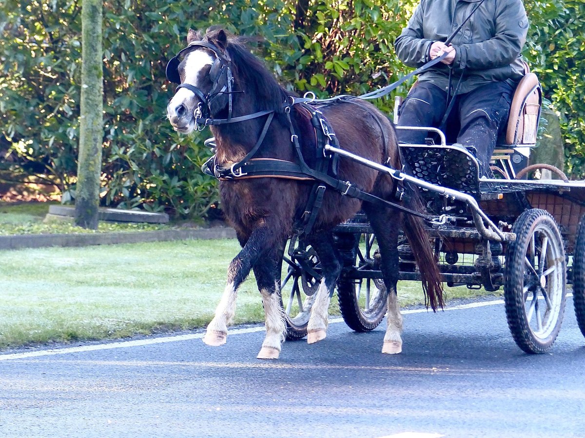 Welsh-A Jument 3 Ans 116 cm Noir in Halle