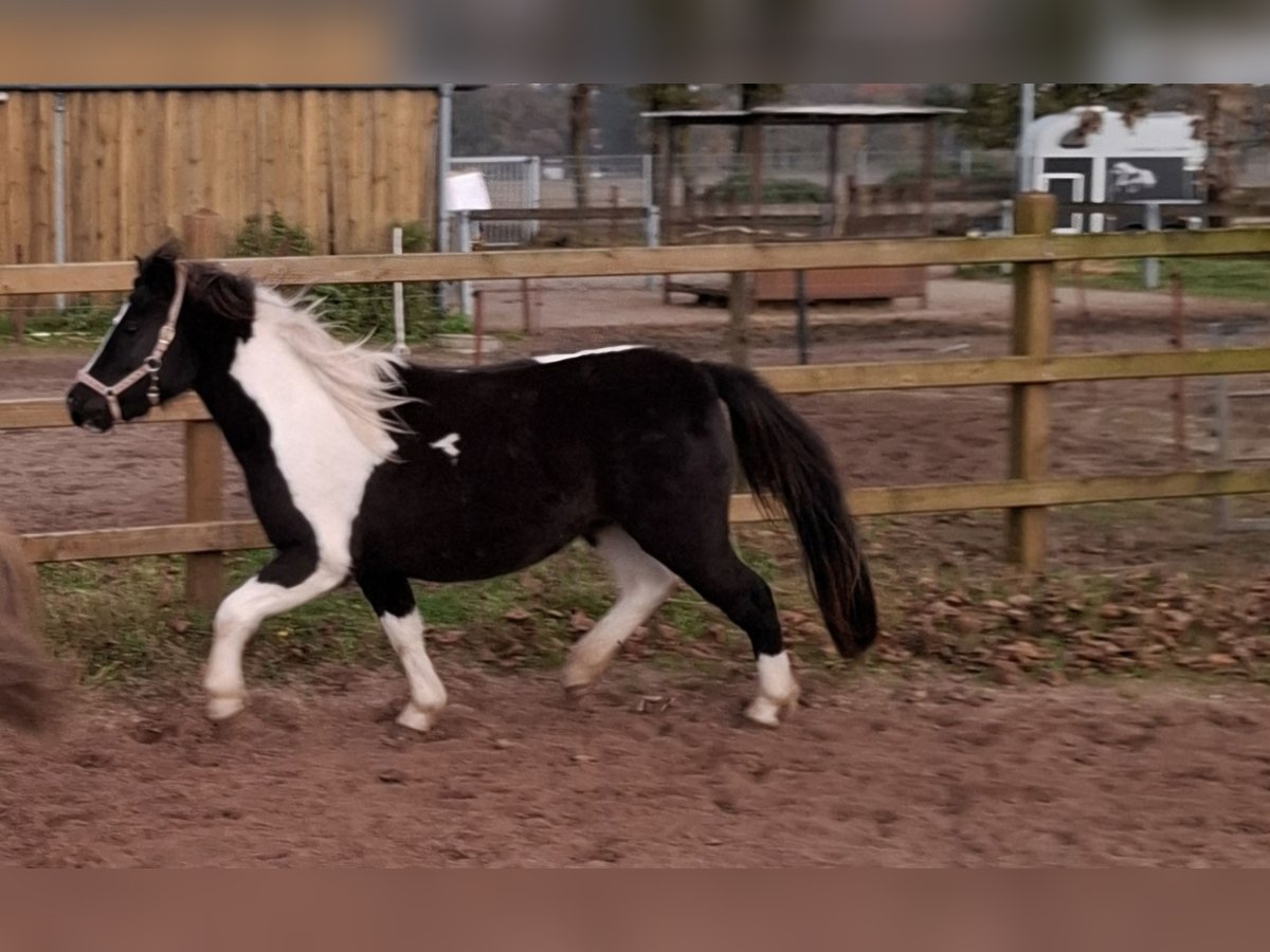 Welsh-A Croisé Jument 3 Ans 118 cm Pinto in Geeste