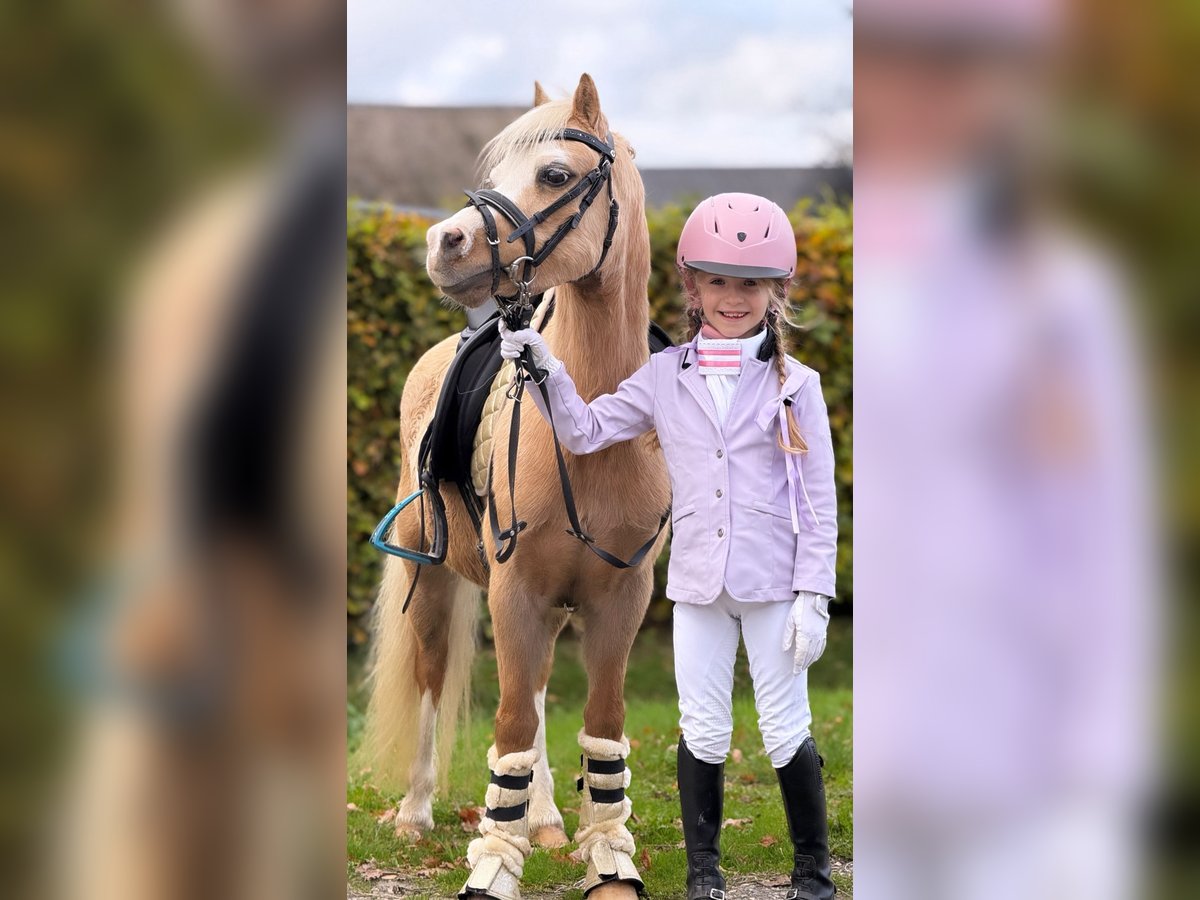 Welsh-A Jument 4 Ans 115 cm Palomino in Wachtum