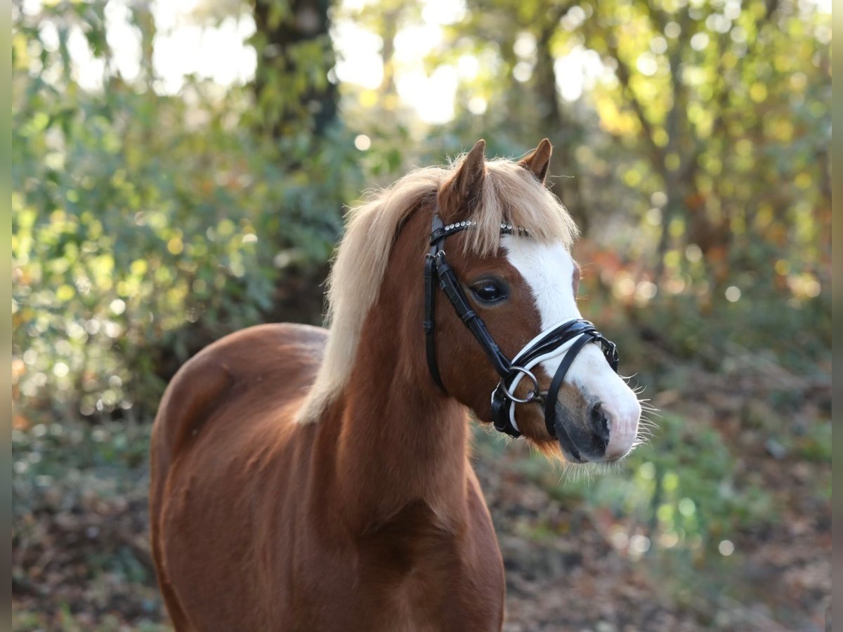 Welsh-A Jument 4 Ans 116 cm Alezan in Aalten