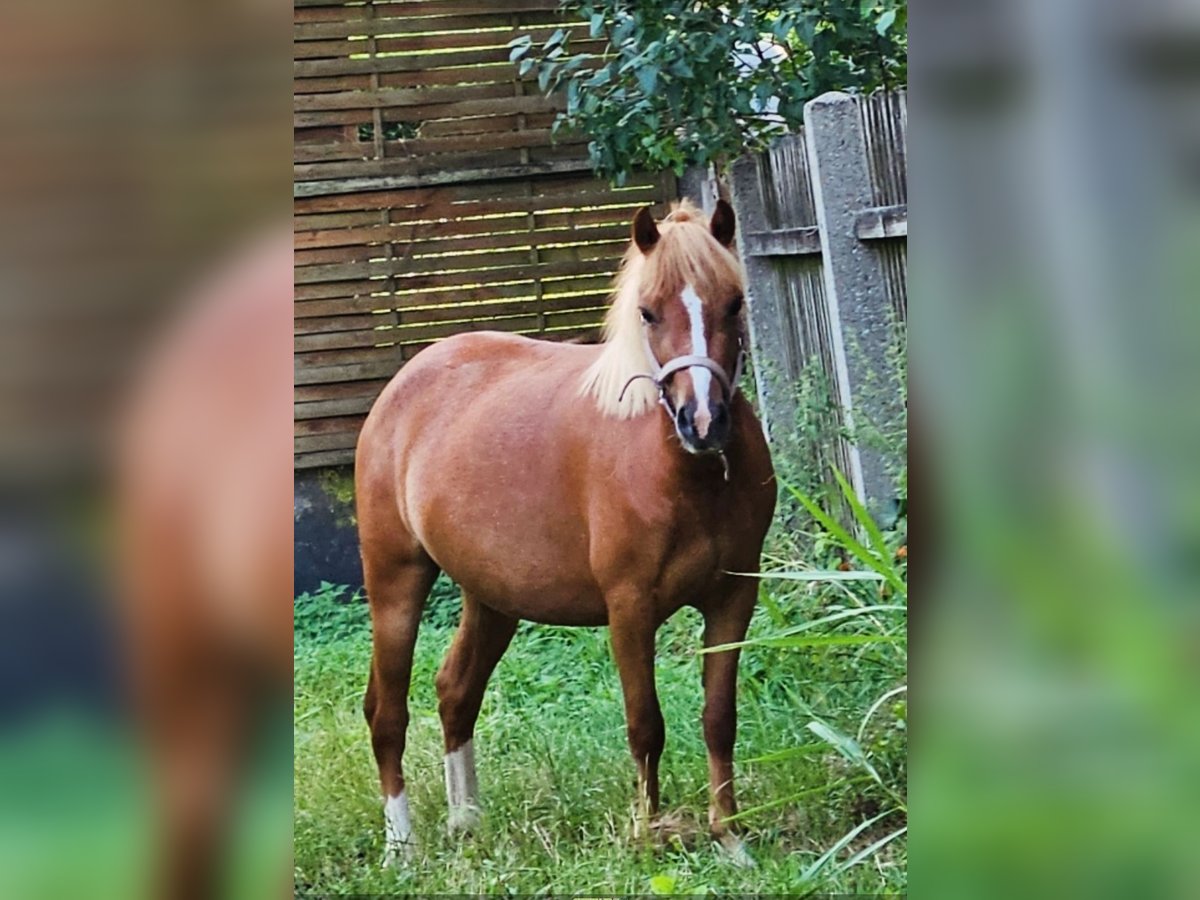 Welsh-A Jument 4 Ans 116 cm Alezan in Neufeld an der Leitha