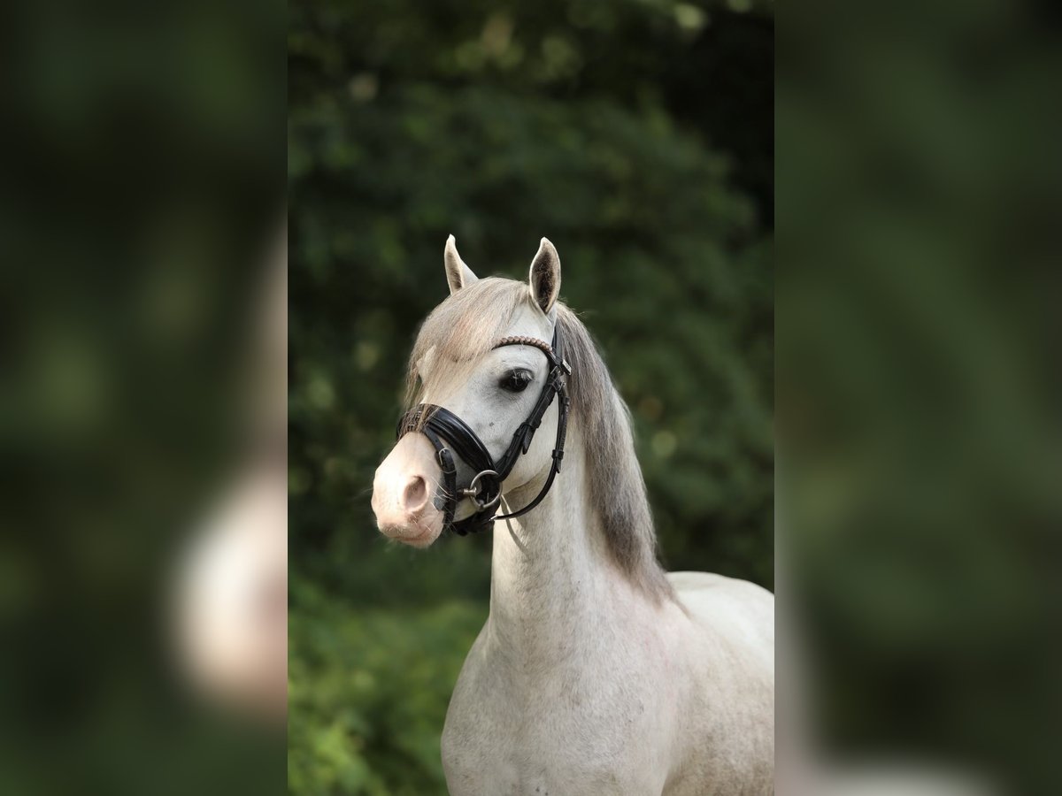 Welsh-A Croisé Jument 4 Ans 117 cm Gris in Aalten