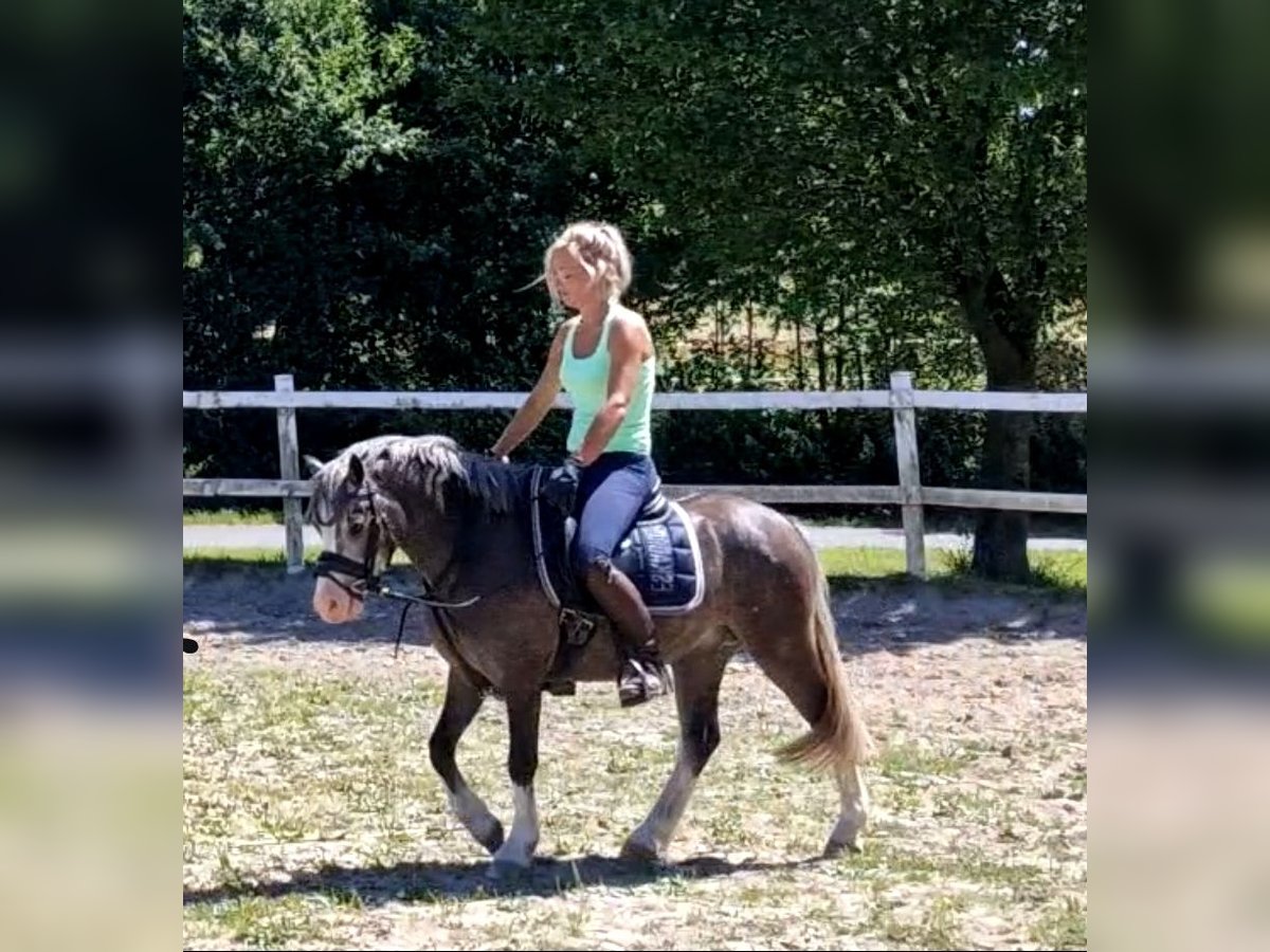 Welsh-A Jument 4 Ans 122 cm Gris in Sendenhorst