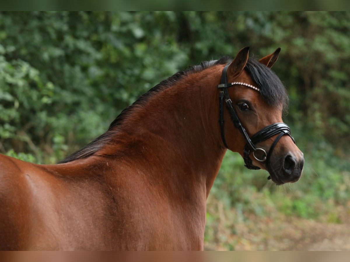 Welsh-A Croisé Jument 5 Ans 121 cm Bai in Aalten