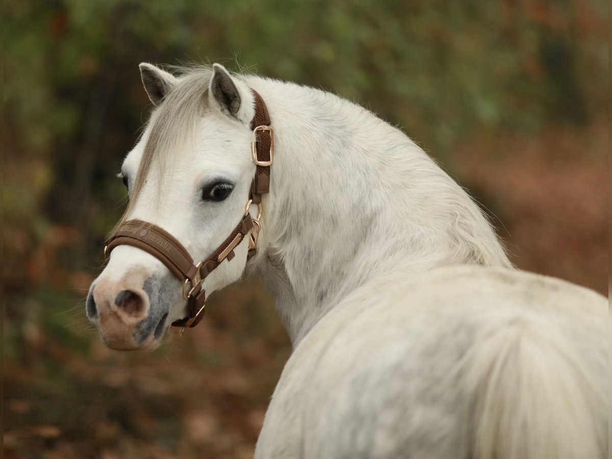 Welsh-A Jument 5 Ans 122 cm Gris in Aalten