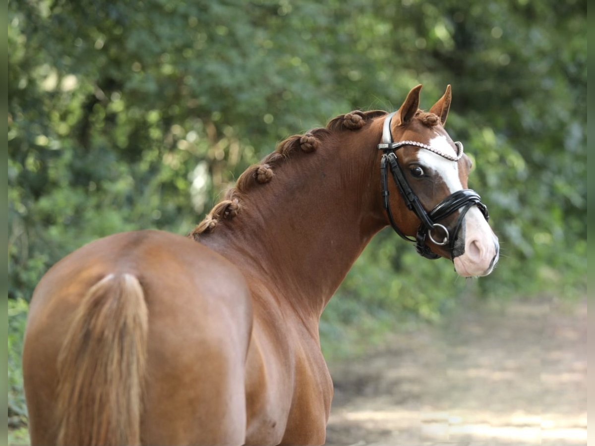 Welsh-A Jument 5 Ans 132 cm Alezan in Aalten