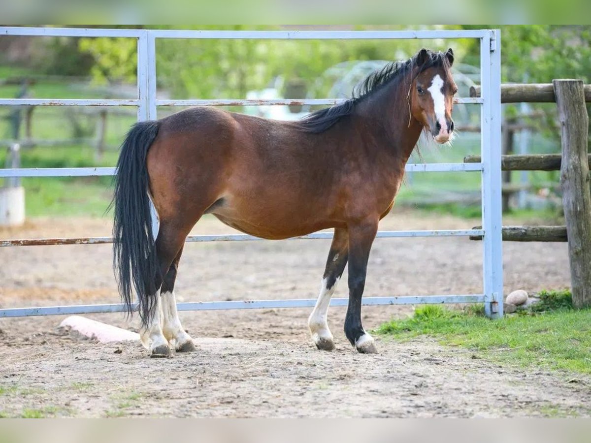 Welsh-A Jument 6 Ans 115 cm Bai in Opoczno