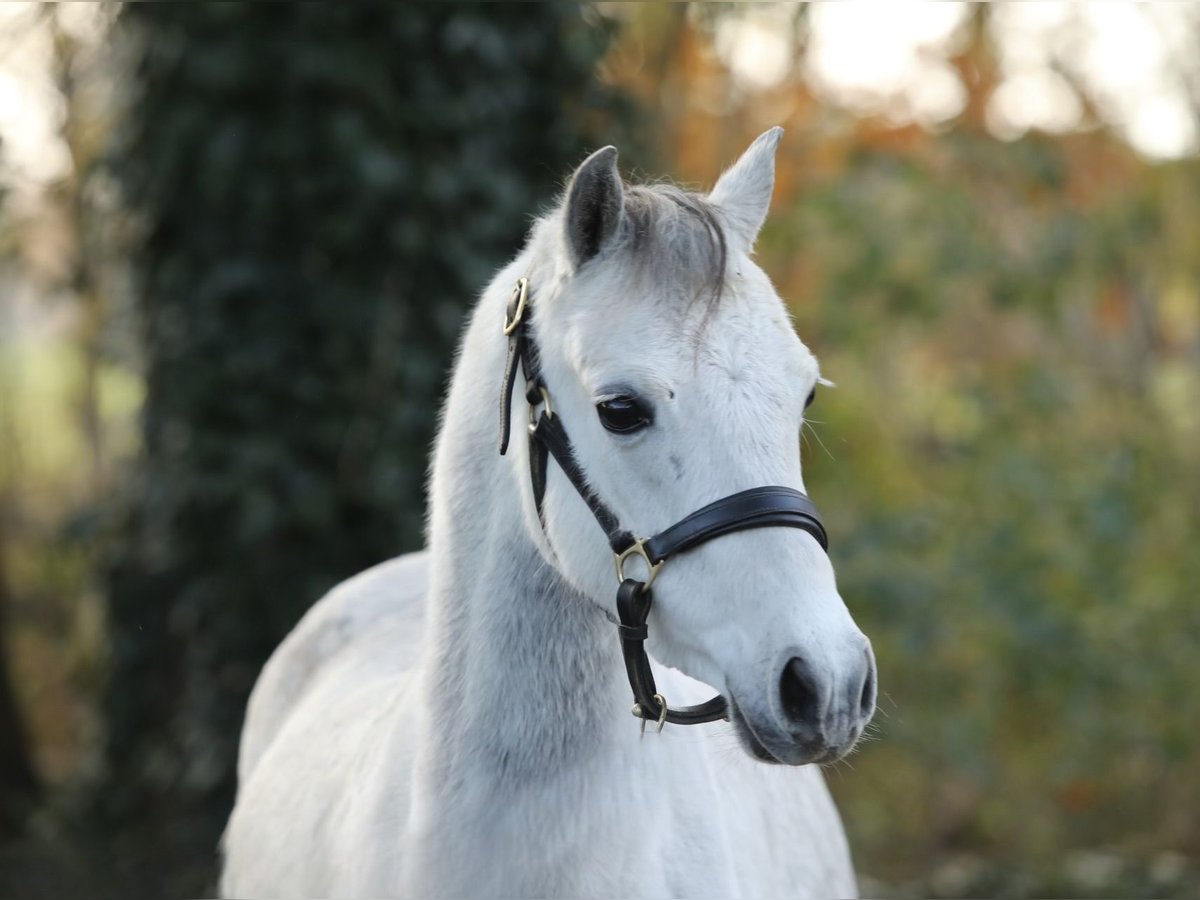 Welsh-A Jument 6 Ans 128 cm Gris pommelé in Aalten