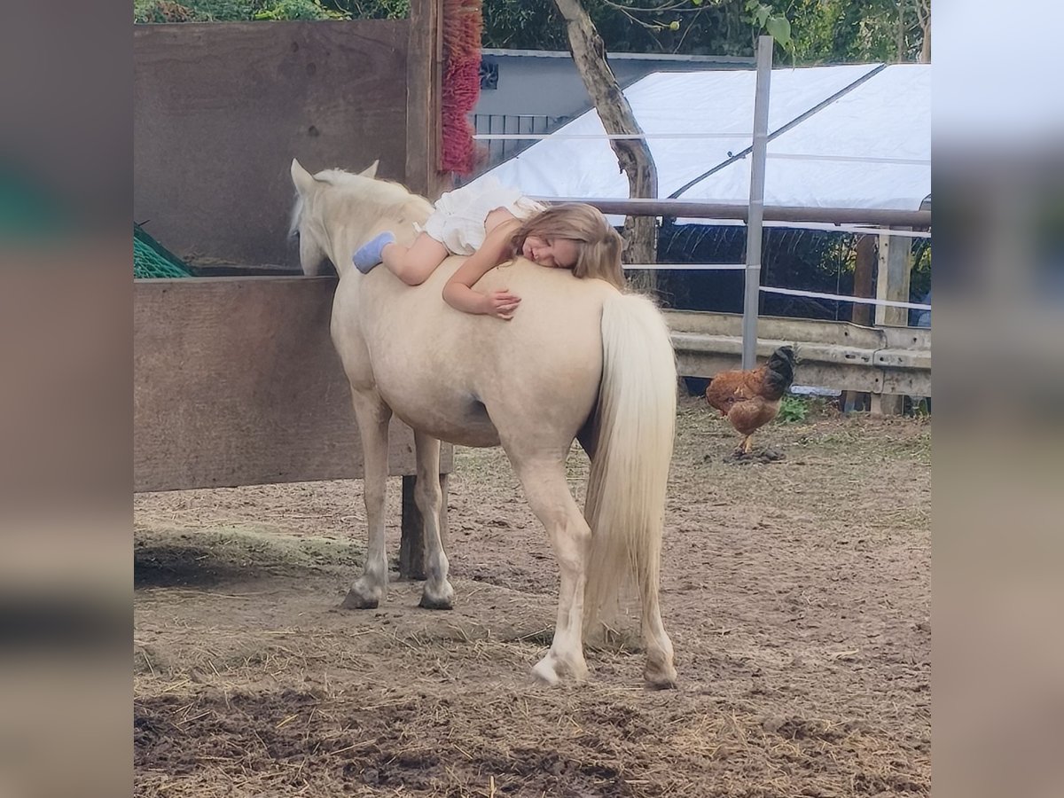 Welsh-A Jument 7 Ans 110 cm Palomino in Riedstadt