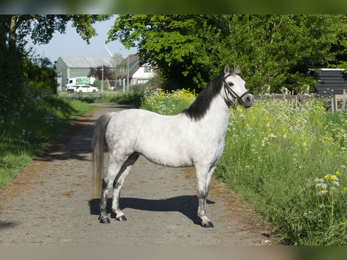 Welsh-A Jument 7 Ans 122 cm Gris in Middelharnis