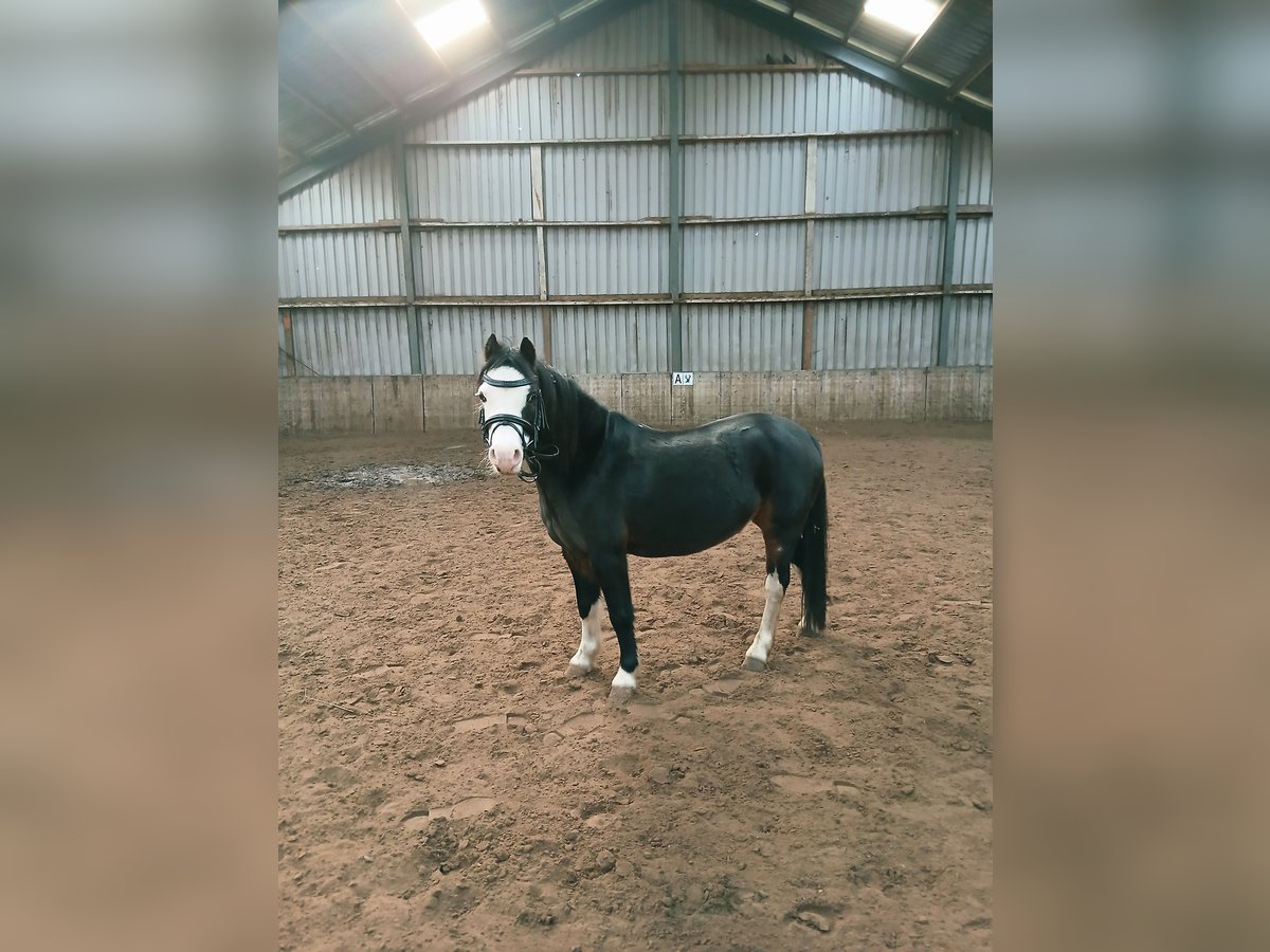 Welsh-A Jument 8 Ans 116 cm Bai brun foncé in Tjalleberd