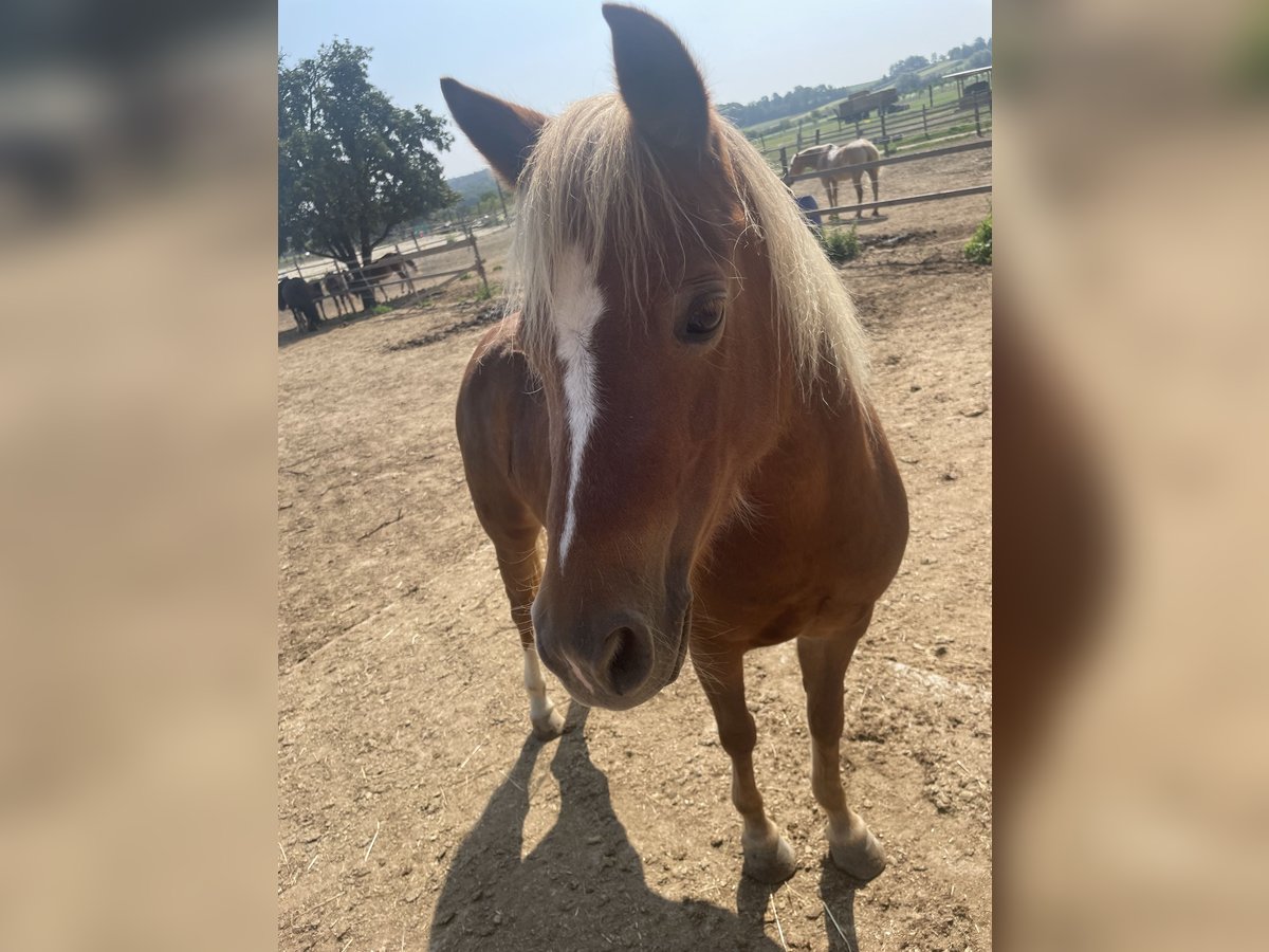 Welsh-A Jument 8 Ans 123 cm Alezan in Altenburg