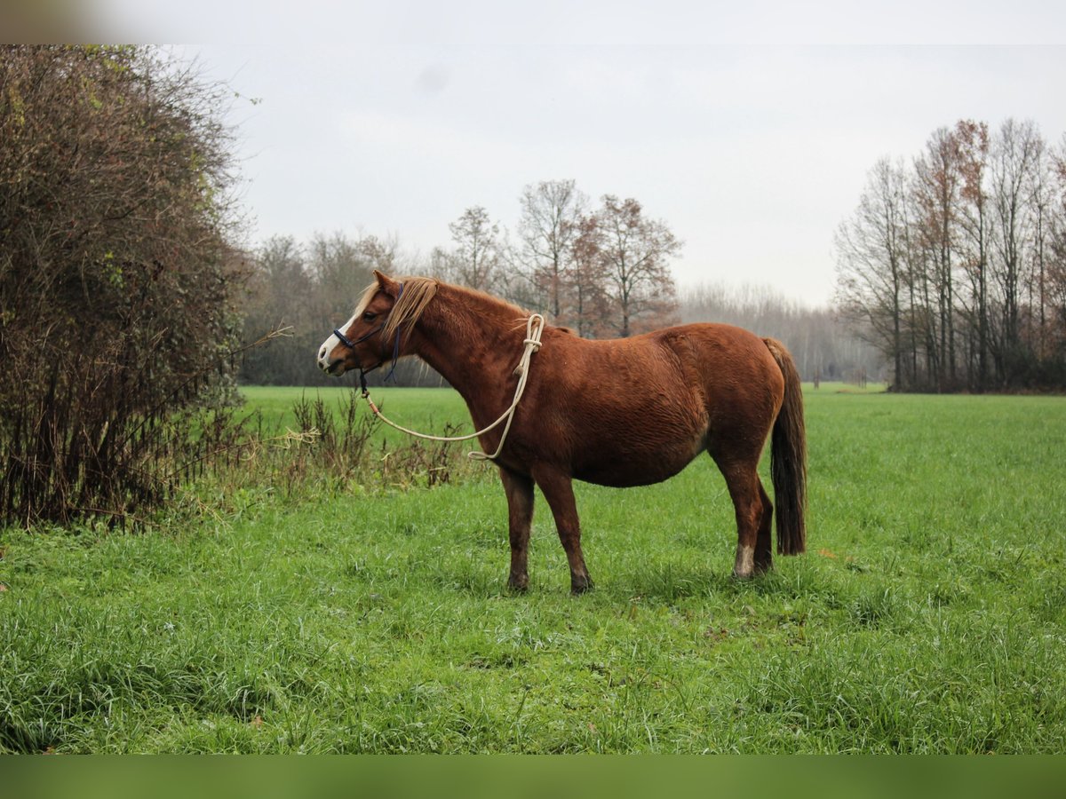 Welsh-A Jument 9 Ans 120 cm Alezan in Erichem