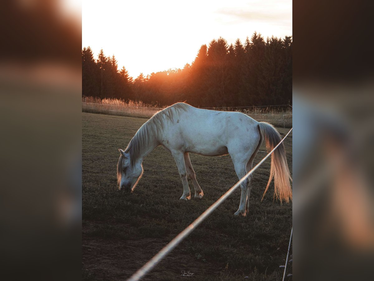 Welsh-A Croisé Jument 9 Ans 120 cm Gris in Bad Zell
