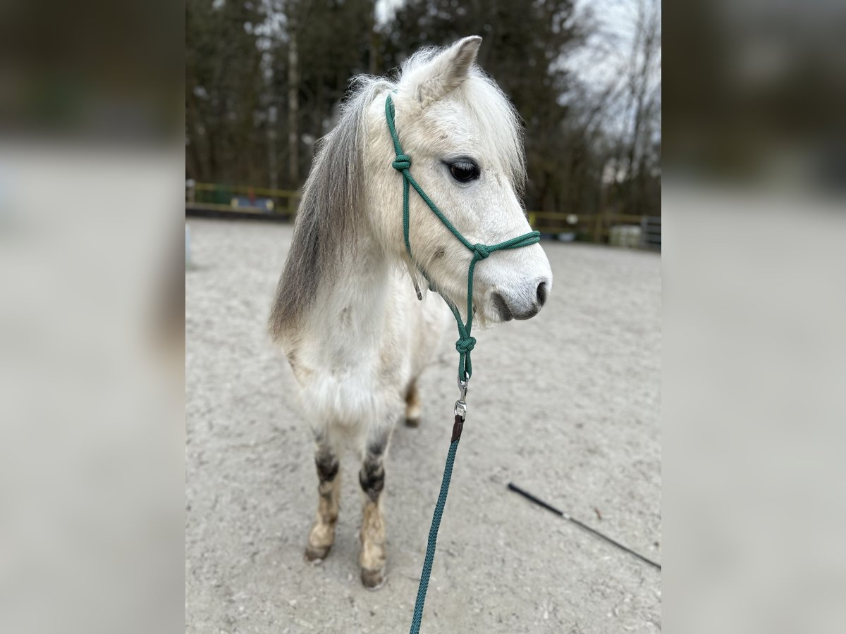 Welsh-A Jument 9 Ans 122 cm Gris in Aachen