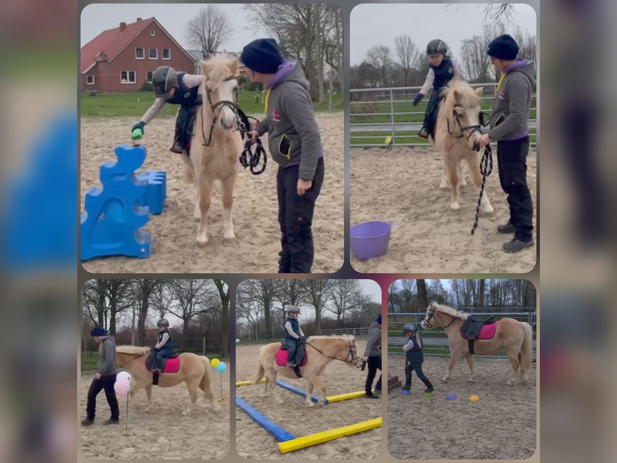 Welsh-A Merrie 11 Jaar Palomino in Rhauderfehn