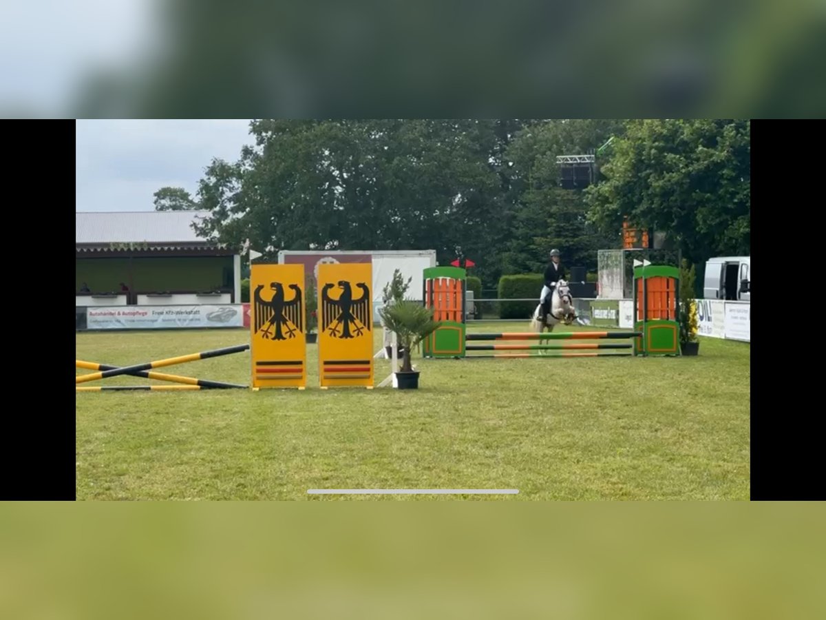Welsh-A Merrie 14 Jaar 115 cm Schimmel in G&#xF6;rmin