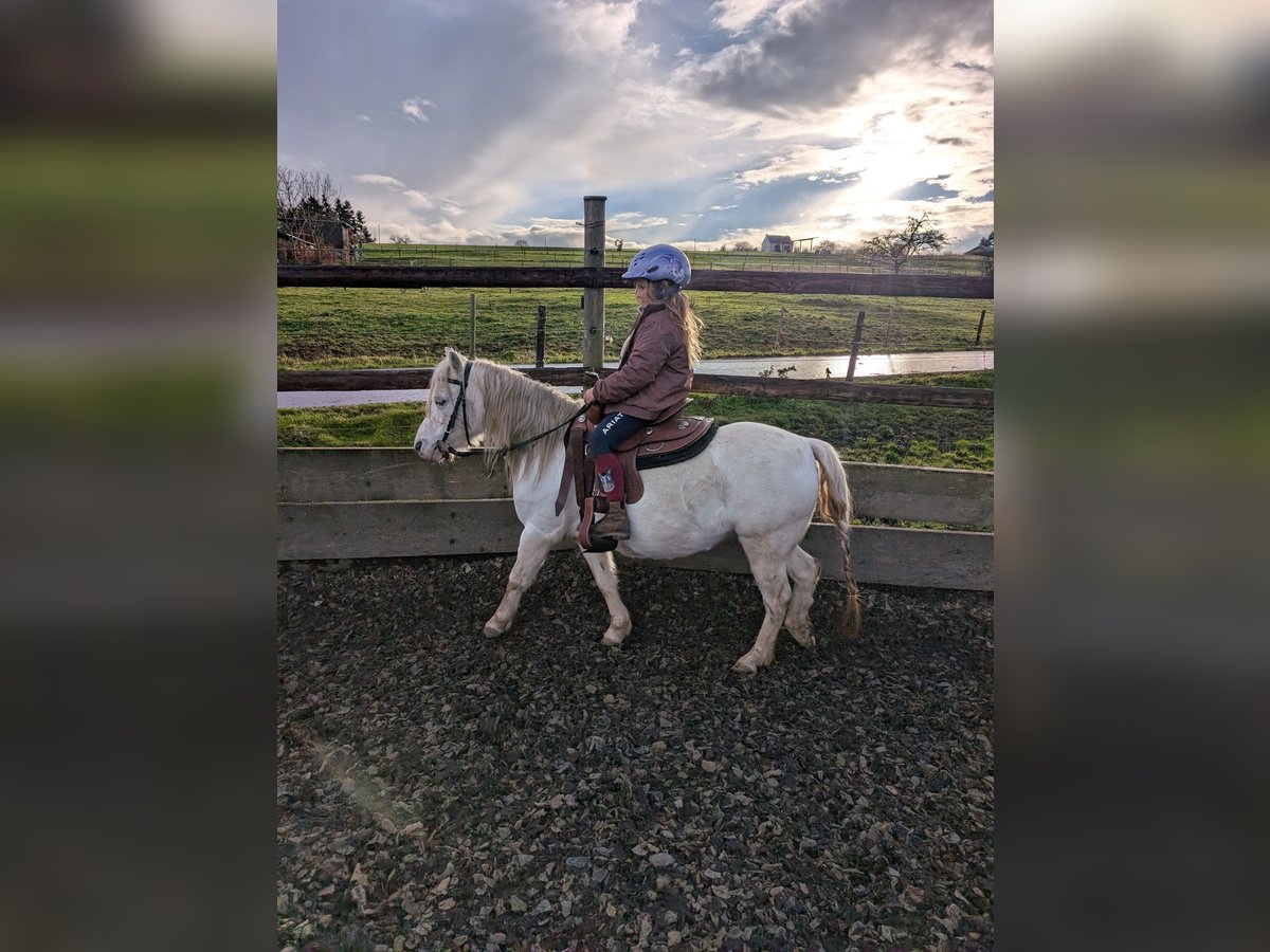 Welsh-A Mix Merrie 15 Jaar 114 cm Vliegenschimmel in Swisttal