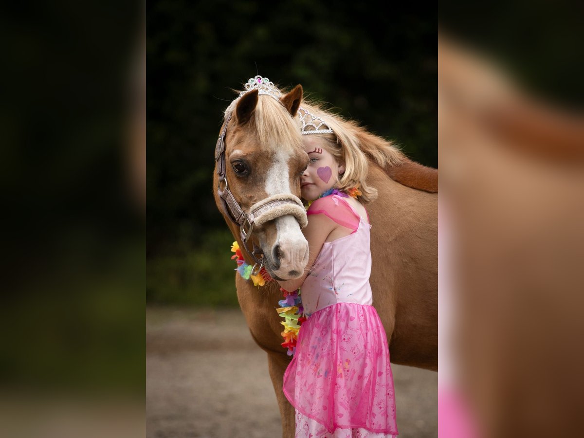 Welsh-A Merrie 22 Jaar 116 cm Vos in Stroe