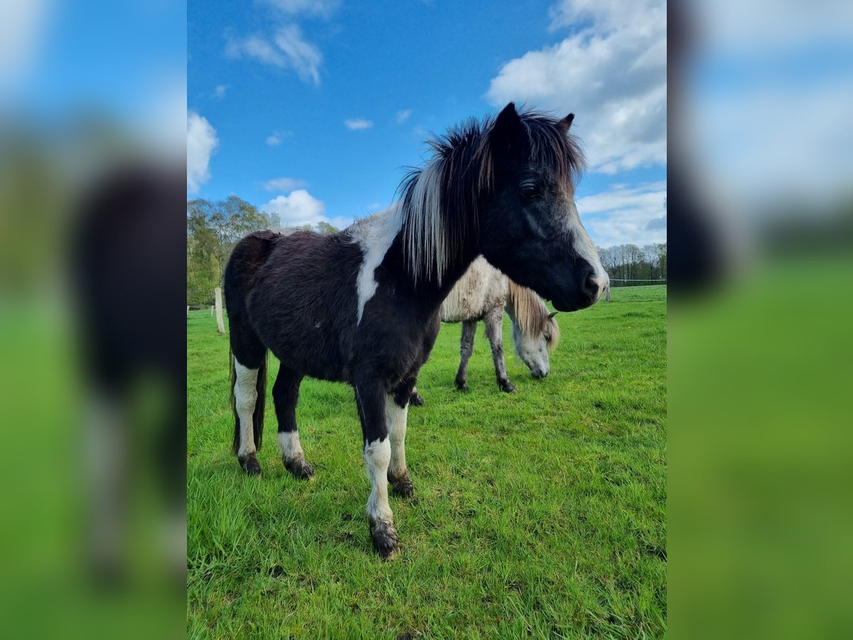 Welsh-A Mix Merrie 2 Jaar 114 cm Gevlekt-paard in Geeste