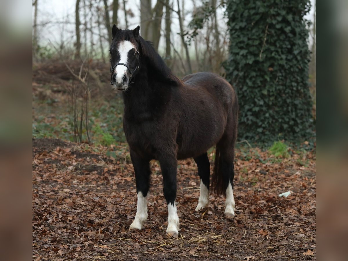 Welsh-A Merrie 2 Jaar 115 cm Zwartbruin in Aalten