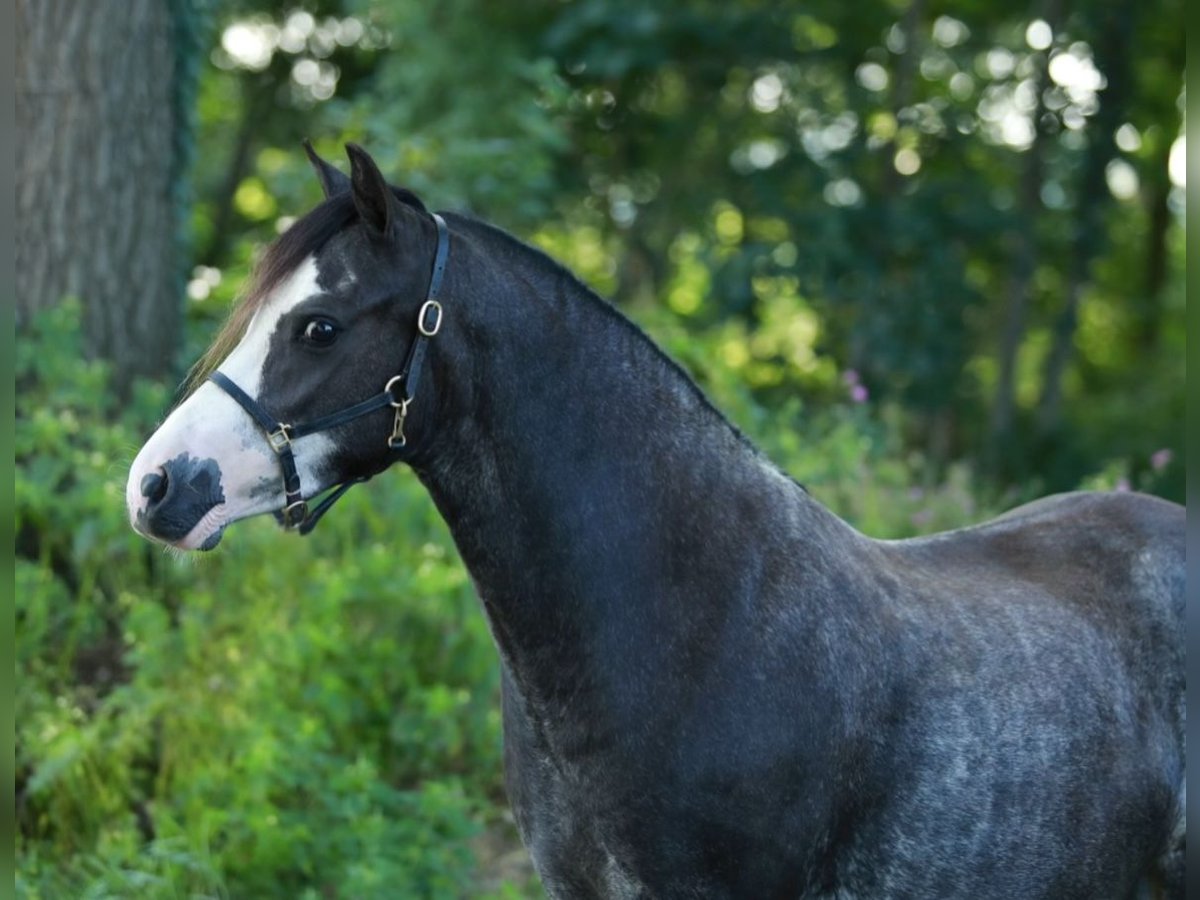 Welsh-A Merrie 3 Jaar 117 cm Sabino in Aalten