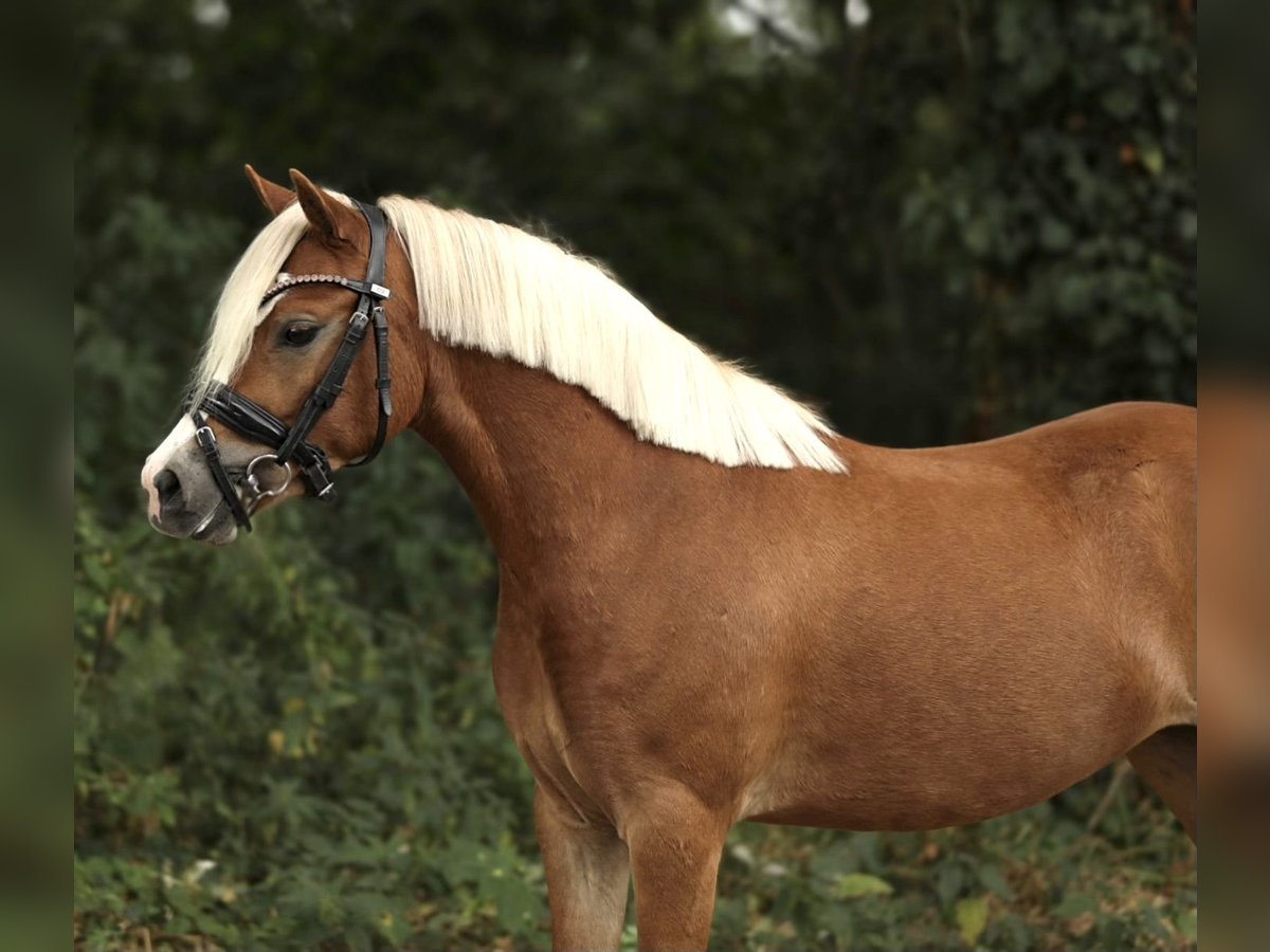 Welsh-A Merrie 3 Jaar 121 cm Vos in Aalten
