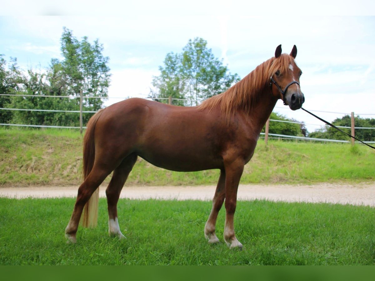 Welsh-A Merrie 3 Jaar 122 cm Vos in Neuffen