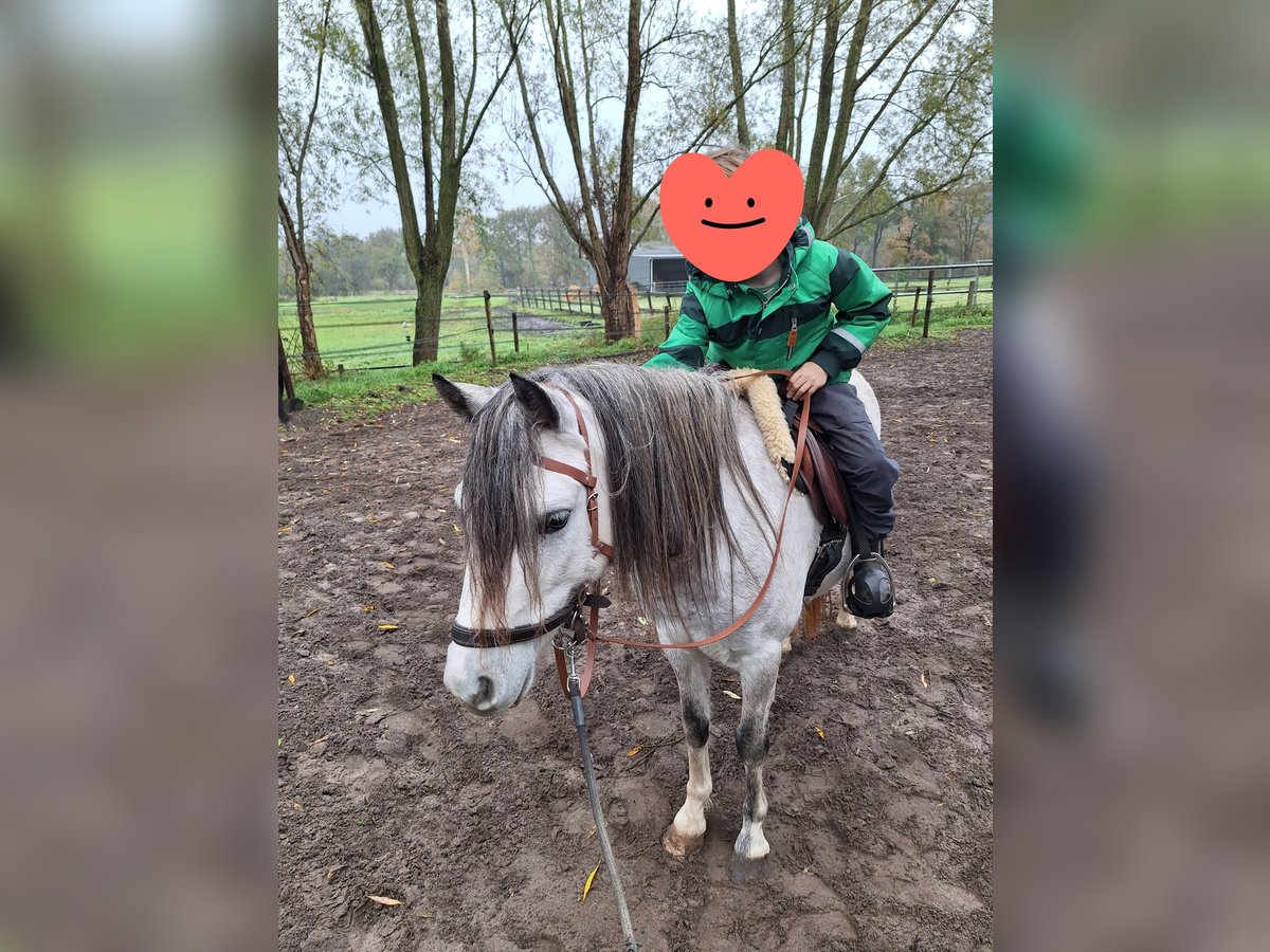 Welsh-A Merrie 4 Jaar 117 cm Schimmel in Hollandsche Rading