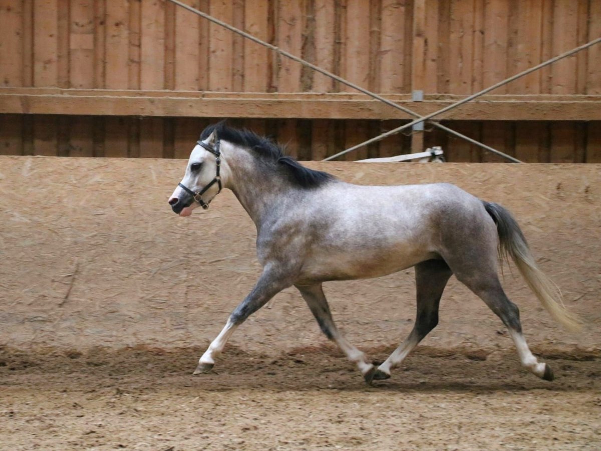 Welsh-A Merrie 4 Jaar 119 cm Schimmel in Neuffen