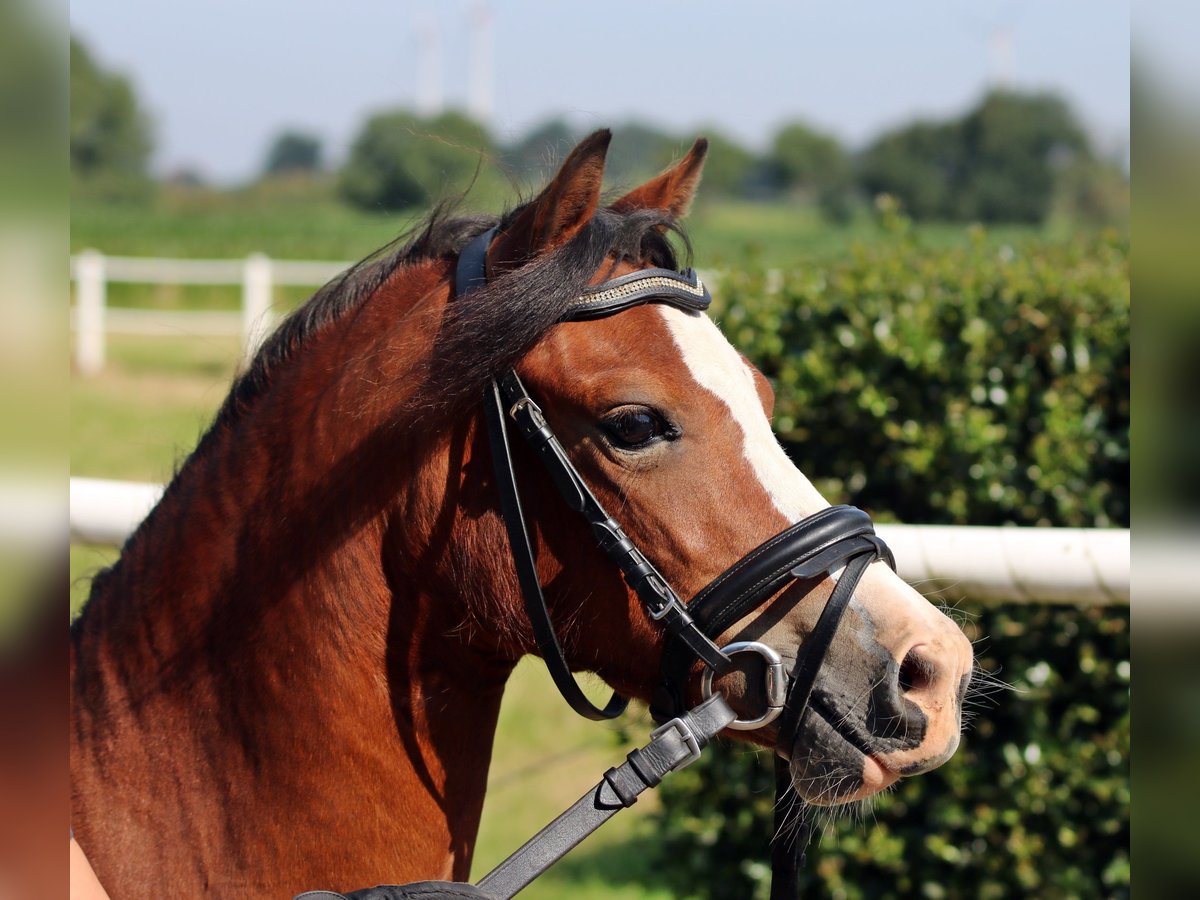 Welsh-A Merrie 5 Jaar 121 cm Bruin in Wildeshausen