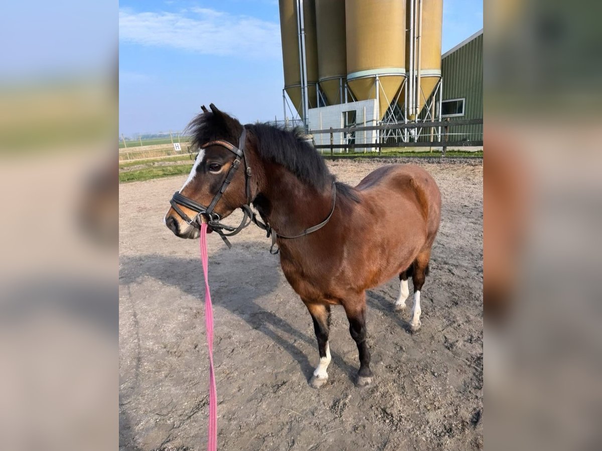 Welsh-A Merrie 7 Jaar 118 cm Donkerbruin in Appingedam