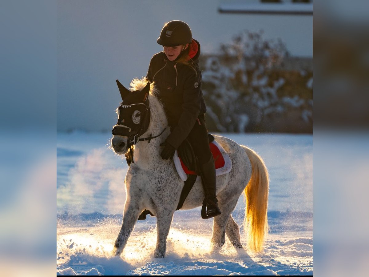 Welsh-A Mix Merrie 7 Jaar 124 cm Schimmel in Angerberg