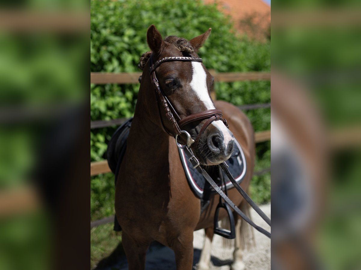 Welsh-A Merrie 8 Jaar 116 cm Donkere-vos in Wagenborgen