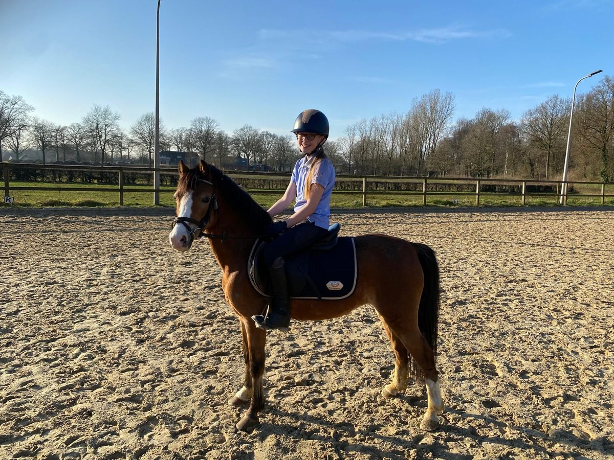 Welsh-A Merrie 8 Jaar 117 cm Bruin in Markelo