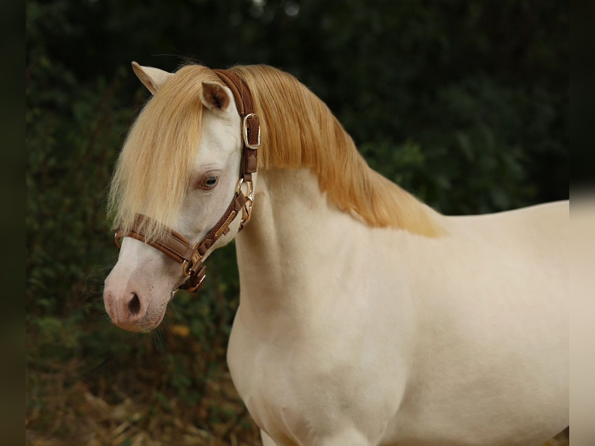Welsh-A Merrie 9 Jaar 117 cm Perlino in Aalten