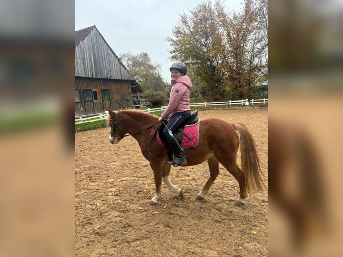 Welsh-A Merrie 9 Jaar 127 cm Vos in Gr&#xE4;felfingGr&#xE4;felfing