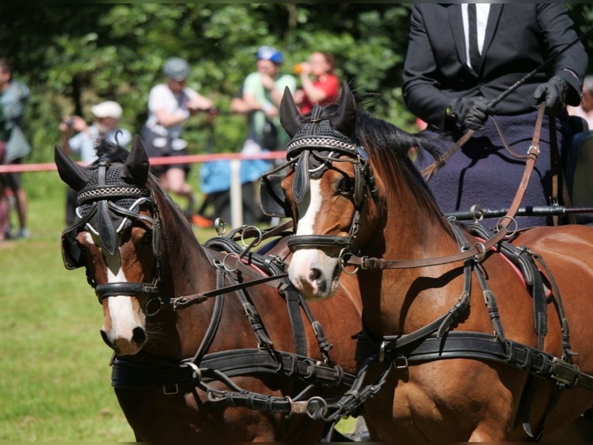 Welsh A (Mountain Pony) Gelding 10 years 11,2 hh Brown in Ferna