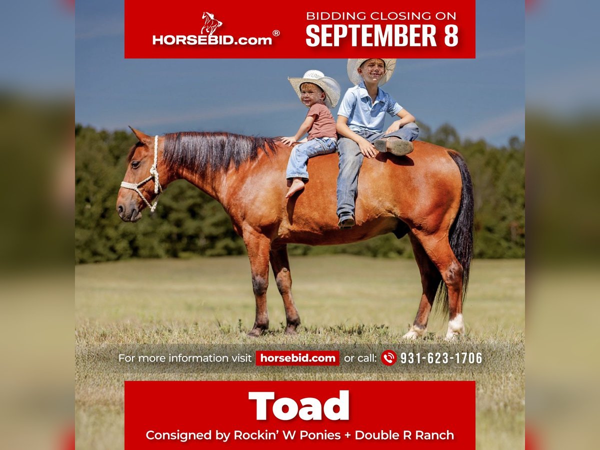 Welsh A (Mountain Pony) Gelding 11 years 12,1 hh Bay in Lyles, TN