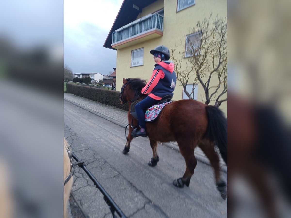 Welsh A (Mountain Pony) Mix Gelding 12 years 11 hh Brown in Alsfeld