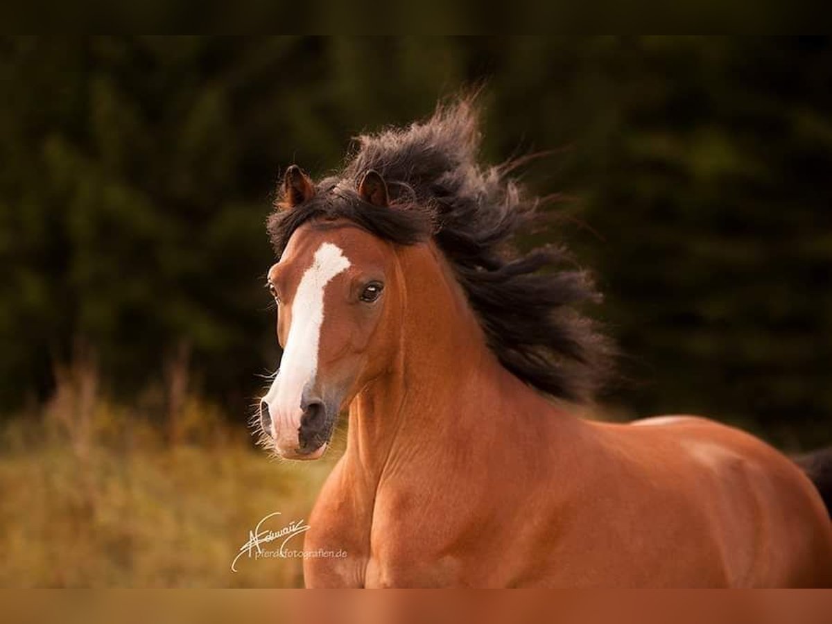 Welsh A (Mountain Pony) Gelding 14 years 11 hh Brown in Ingelheim am Rhein